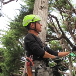 Dmitri Tioupine, certified arborist, owner of Dmitri Tioupine Tree Care & Preservation in San Francisco.