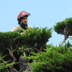 One of the team up high in a tree in San Francisco doing pruning work for Dmitri Tioupine Tree Care & Preservation.