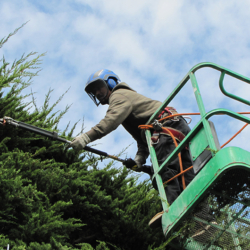 One of the team working from an aerial lift doing tree pruning in San Francisco for Dmitri Tioupine Tree Care & Preservation.