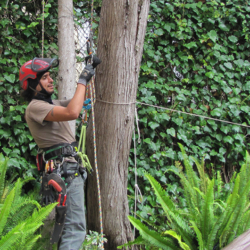 One of the team prepares to climb a tree in San Francisco for Dmitri Tioupine Tree Care & Preservation.